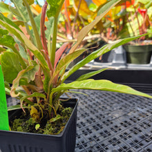 Load image into Gallery viewer, Philodendron Ring Of Fire, Exact Plant Variegated Ships Nationwide