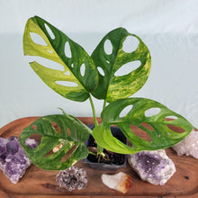 Load image into Gallery viewer, Monstera Adansonii Aurea Variegated 2.5" Pot, Fedex 2 day*