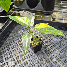Load image into Gallery viewer, Philodendron White Princess Aurea Variegated exact plant, Fedex 2day*