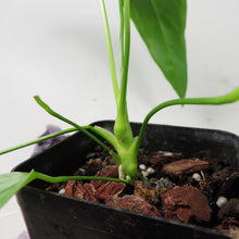 Load image into Gallery viewer, Anthurium Spectabile, small, ships nationwide