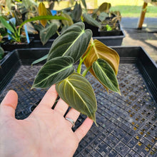 Load image into Gallery viewer, Philodendron Melanochrysum, Exact Plant 2.5" Ships Nationwide