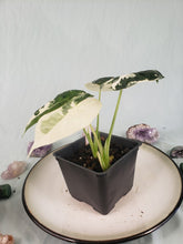 Load image into Gallery viewer, Frydek, Exact Plant, double plant, variegated Alocasia