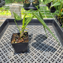 Load image into Gallery viewer, Anthurium Warocqueanum, Queen exact plant, Fedex 2day*