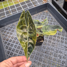 Load image into Gallery viewer, Alocasia Sedenii Aurea Variegated exact plant, Fedex 2day*