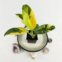 Load image into Gallery viewer, Philodendron Green Congo Nuclear, Exact Plant Variegated