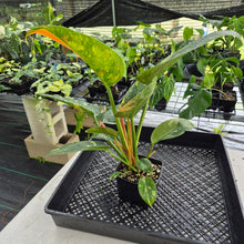 Load image into Gallery viewer, Philodendron Green Congo Nuclear Variegated exact plant, Fedex 2day*