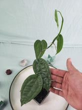 Load image into Gallery viewer, SP Limon, exact plant, Anthurium, ships nationwide