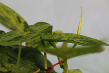 Load image into Gallery viewer, Variegated Philodendron Hederaceum Heart Leaf, exact plant, ships nationwide