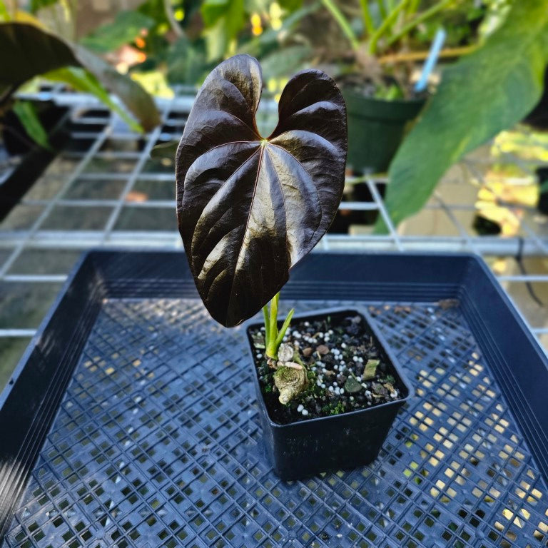 Anthurium Moodeanum, Exact Plant – Canopy Gems