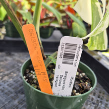 Load image into Gallery viewer, Monstera Borsigiana Albo Deliciosa, Exact Plant Variegated Ships Nationwide