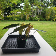 Load image into Gallery viewer, Philodendron Maximum , Exact Plant Ships Nationwide