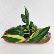 Load image into Gallery viewer, Monstera Standleyana Aurea Variegated 4" pot, Fedex 2day*