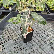 Load image into Gallery viewer, Alocasia Polly Snowflake Pink variegated exact plant, Fedex 2day*