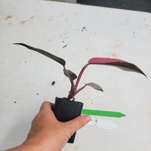 Load image into Gallery viewer, Philodendron Pink Princess, Exact Plant Variegated Ships Nationwide