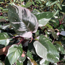 Load image into Gallery viewer, Philodendron Red Anderson Variegated 2.5" pot, Fedex 2day*