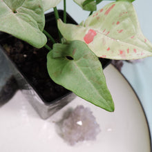 Load image into Gallery viewer, Syngonium Milk Confetti Shipped Nationwide