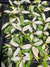 Load image into Gallery viewer, Philodendron Whipple Way Variegated 2.5" pot, Fedex 2day*