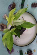 Load image into Gallery viewer, Philodendron Florida Ghost Exact Plant Ships nationwide