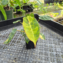 Load image into Gallery viewer, Philodendron Billietiae, Exact Plant Ships Nationwide
