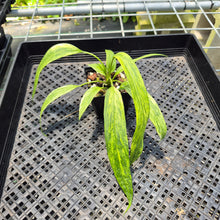 Load image into Gallery viewer, Anthurium Vittarifolium Variegated exact plant, Fedex 2day*