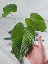 Load image into Gallery viewer, Propinquum, exact plant, Anthurium, ships nationwide