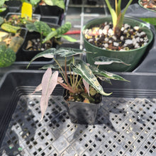 Load image into Gallery viewer, Alocasia Bambino Arrow Pink variegated 2.5" pot, Fedex 2day*