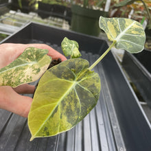 Load image into Gallery viewer, Alocasia Black Velvet Aurea Variegated exact plant, Fedex 2day*