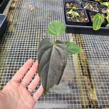 Load image into Gallery viewer, Anthurium Moodeanum, Exact Plant