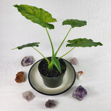 Load image into Gallery viewer, Alocasia Gageana Aurea, Exact Plant Variegated