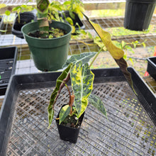 Load image into Gallery viewer, Alocasia Sanderiana Bull Aurea, Exact Plant Variegated