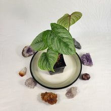 Load image into Gallery viewer, Philodendron Sodiroi True Form, Exact Plant Ships Nationwide