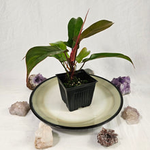 Load image into Gallery viewer, Philodendron Florida Bronze 4" pot, Fedex 2 day*
