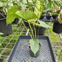 Load image into Gallery viewer, Anthurium Shibori, Exact Plant Variegated