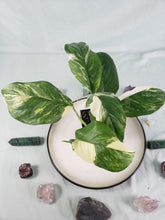 Load image into Gallery viewer, Monstera Lechleriana Variegated 4" pot, Fedex 2day*