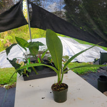 Load image into Gallery viewer, Philodendron Campii Lynette, Exact Plant Ships Nationwide