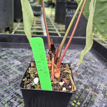 Load image into Gallery viewer, Anthurium Besseae Aff x Red Crystallinum, Exact Plant