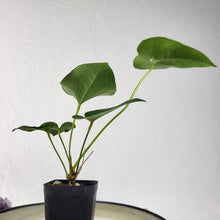 Load image into Gallery viewer, Anthurium Brownii 2.5" pot, Fedex 2day*
