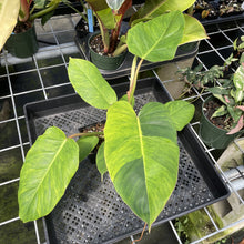 Load image into Gallery viewer, Philodendron Jungle Fever Mint Variegated exact plant, Fedex 2day