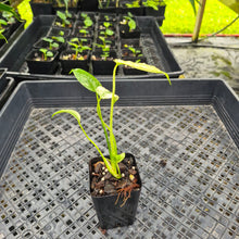 Load image into Gallery viewer, monstera deliciosa mint Exact Plant Variegated Ships Nationwide