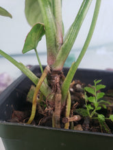 Load image into Gallery viewer, Syngonium Pink Splash Variegated 4" pot, Fedex 2day*