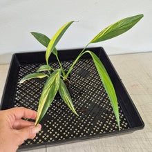 Load image into Gallery viewer, Epipremnum Amplissimum Variegated exact plant, Fedex 2day*