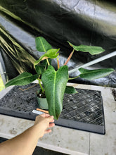 Load image into Gallery viewer, Philodendron Sagittifolium, Tuxtlanum Rubra, Exact Plant Ships Nationwide