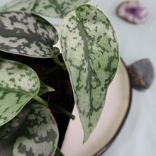 Load image into Gallery viewer, Scindapsus Silver Lady Shipped Nationwide