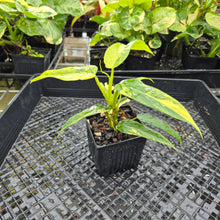 Load image into Gallery viewer, Philodendron Domesticum, Exact Plant Variegated Ships Nationwide