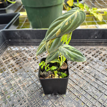Load image into Gallery viewer, Philodendron Melanochrysum, Exact Plant Variegated Ships Nationwide