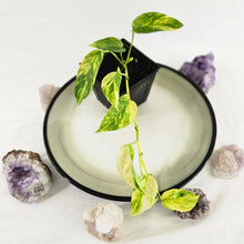 Load image into Gallery viewer, Epipremnum Pinnatum Sunburst, Exact Plant Variegated