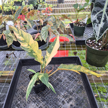 Load image into Gallery viewer, Philodendron Caramel Marble, Exact Plant Variegated Ships Nationwide