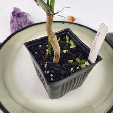 Load image into Gallery viewer, Philodendron Splendid 4" pot, Fedex 2day*