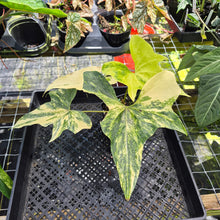 Load image into Gallery viewer, Anthurium Pterodactyl Variegated, Exact Plant Ships Nationwide