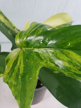 Load image into Gallery viewer, Florida Beauty, exact plant, variegated Philodendron, ships nationwide